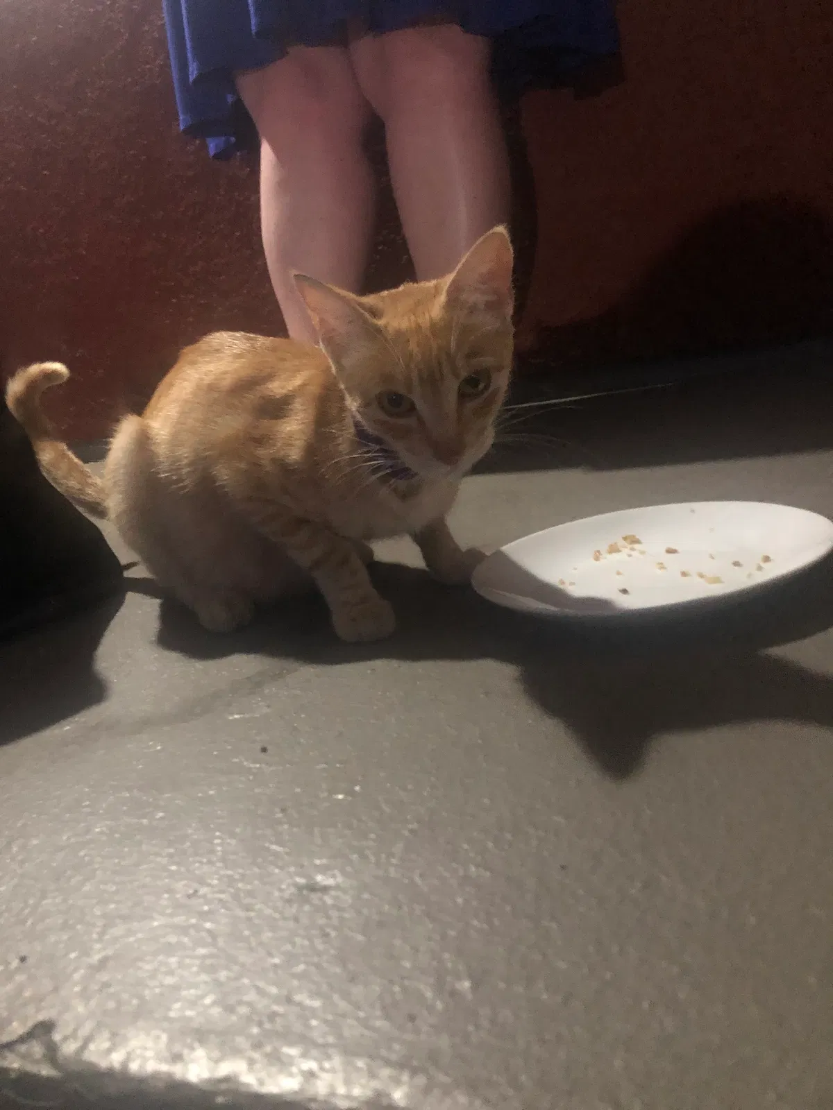 Found cat in Chino, CA, 91710