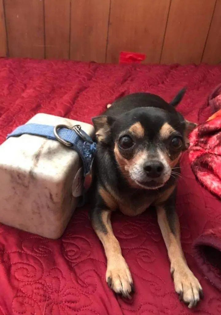 Lost dog in Phoenix, AZ, 85019