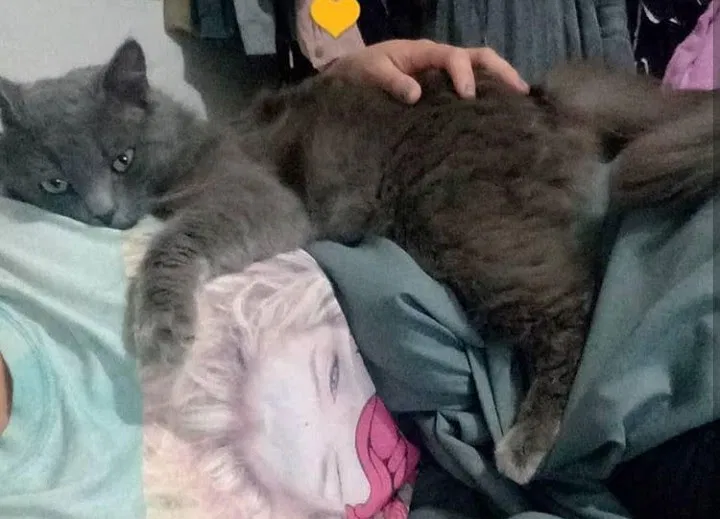 Lost cat in North Miami Beach, FL, 33160
