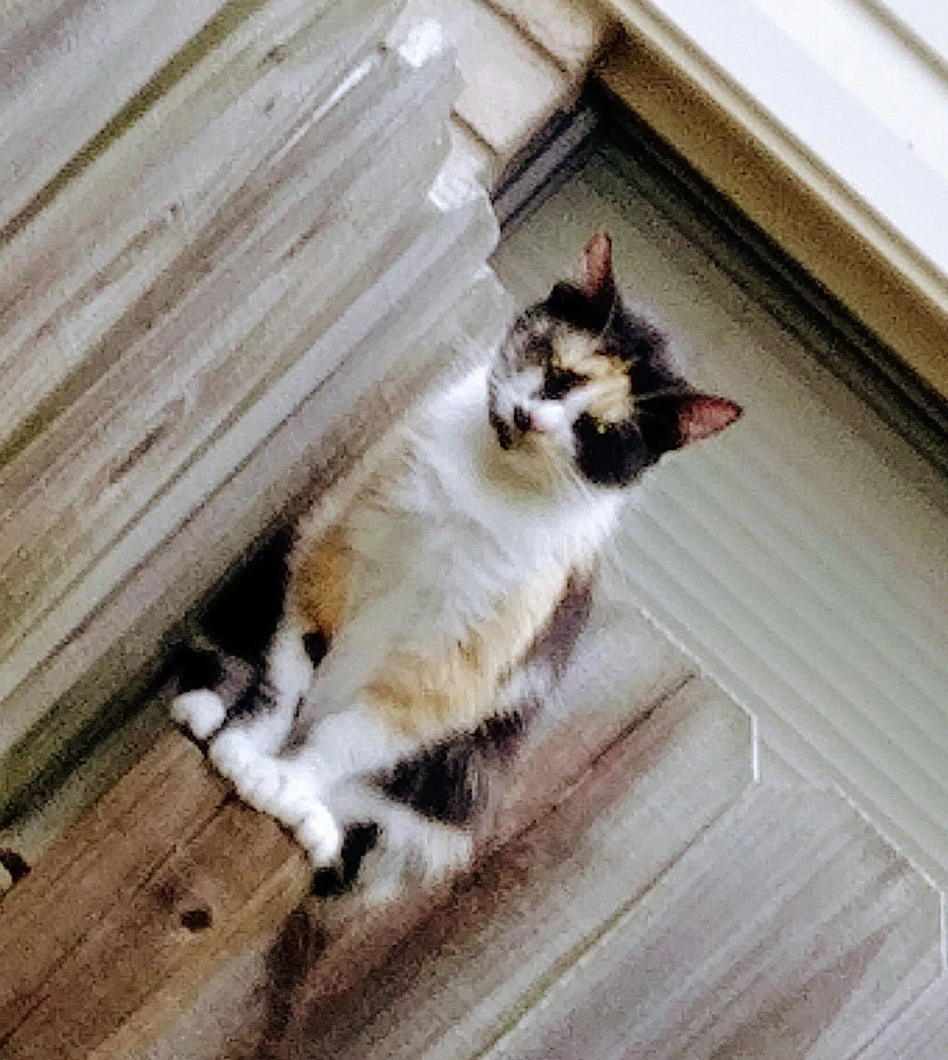 Lost cat in Victoria, TX, 77901