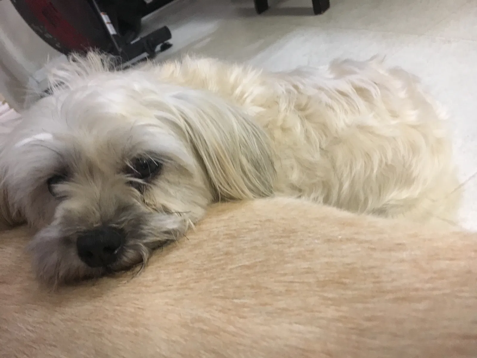 Lost dog in Lewisville, TX, 75067
