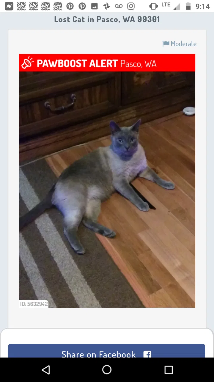 Lost cat in Pasco, WA, 99301