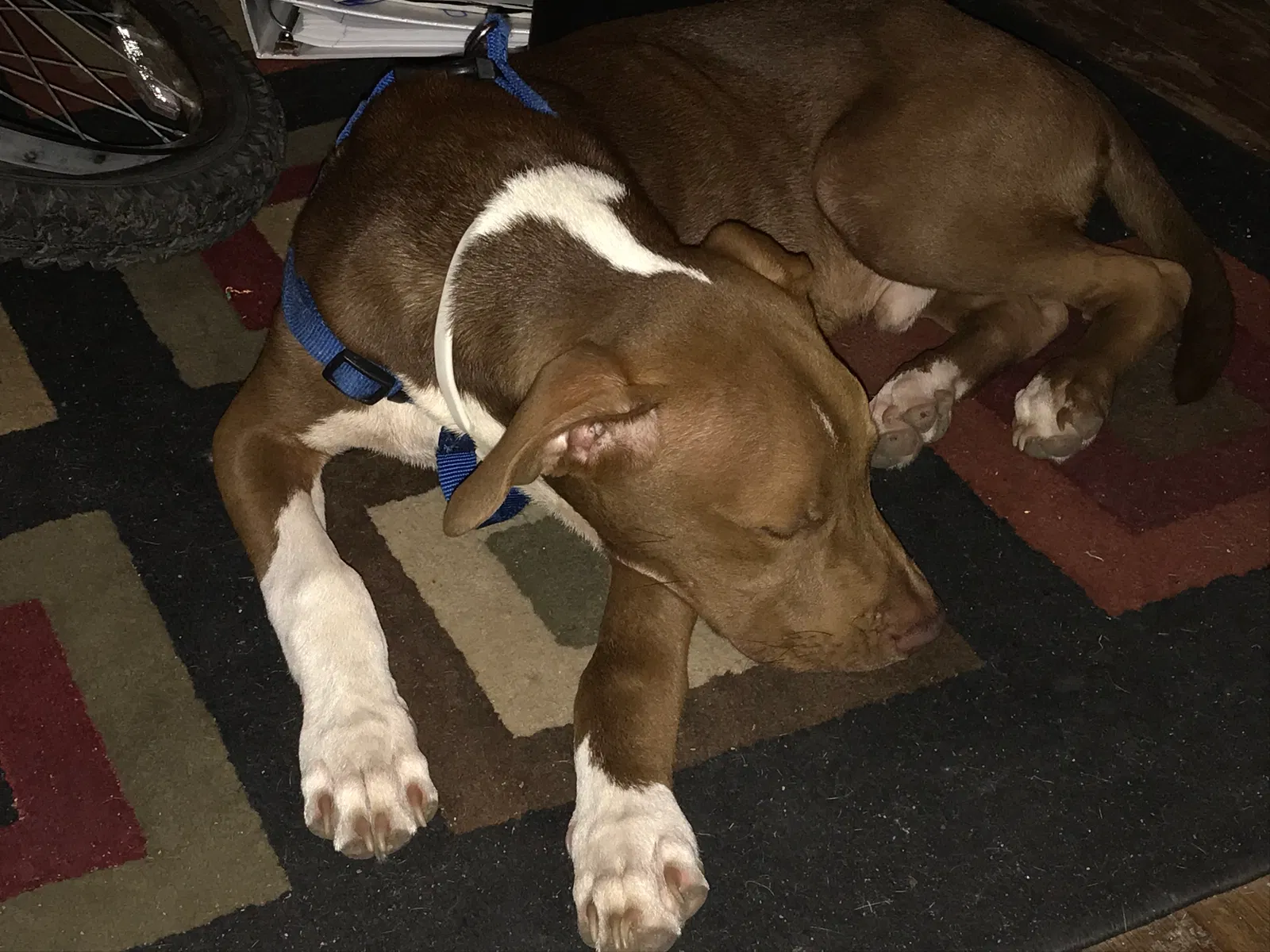 Lost dog in Killeen, TX, 76541