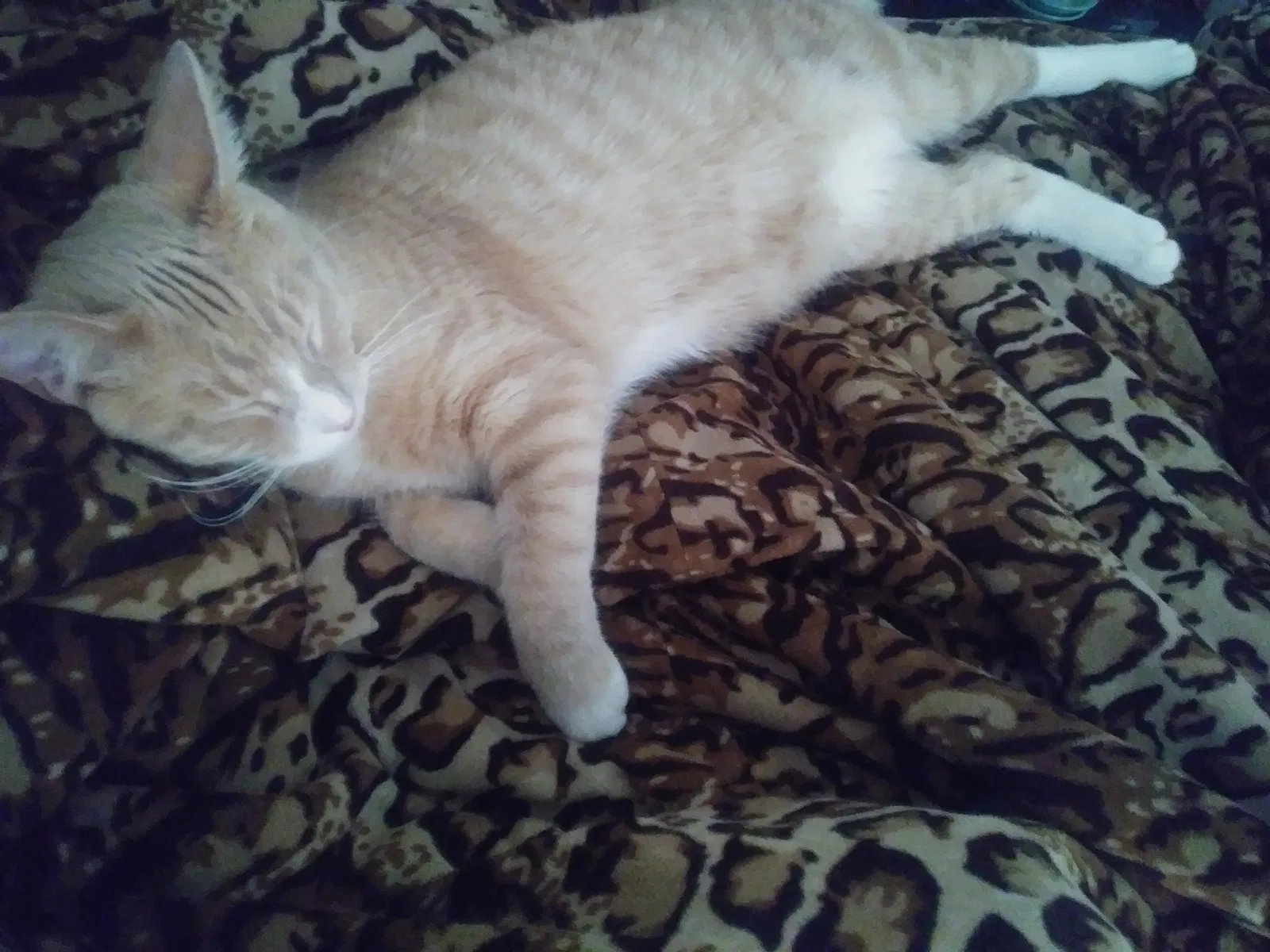 Lost cat in Cleveland, OH, 44103