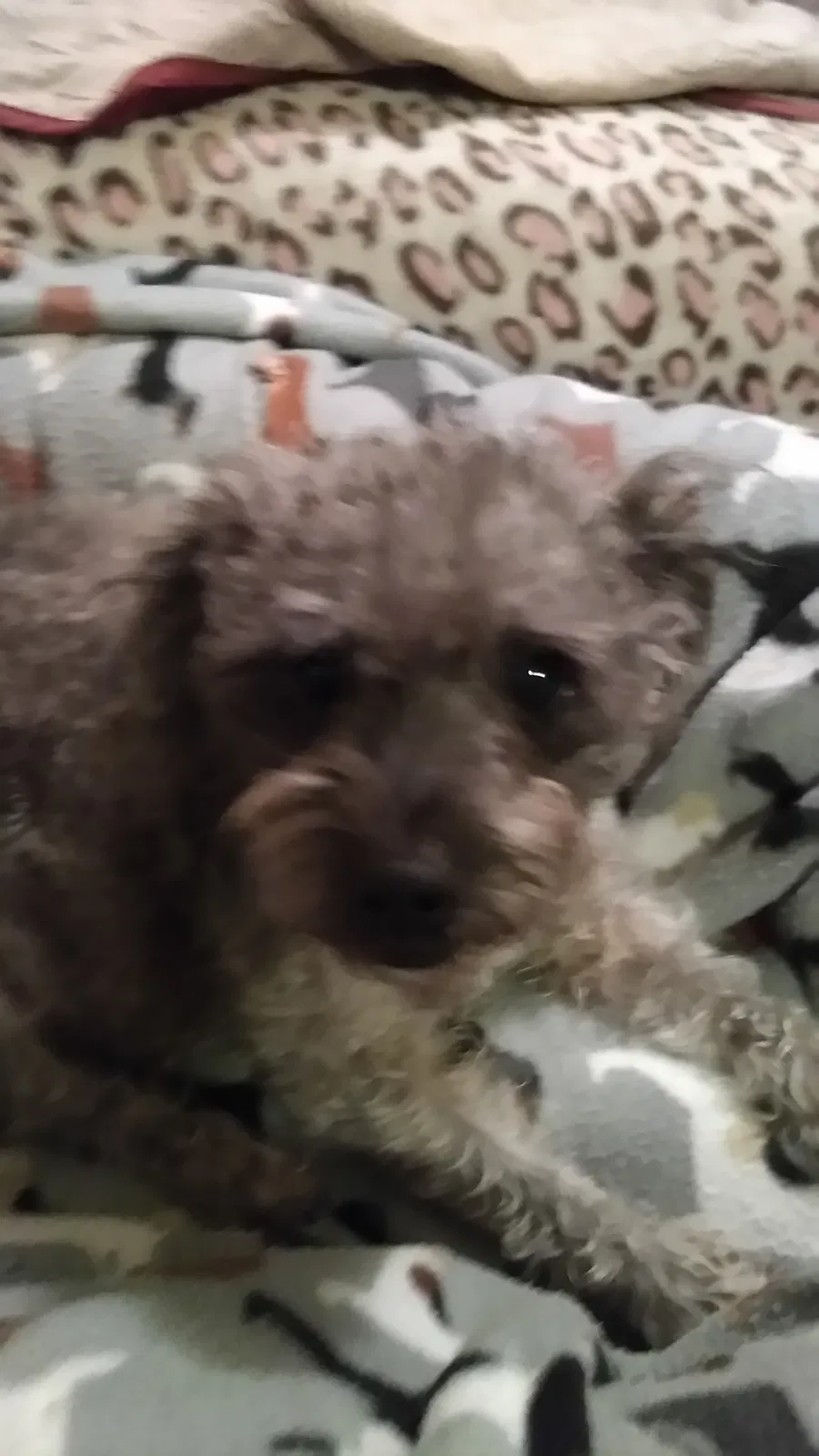 Lost dog in Montgomery, AL, 36109