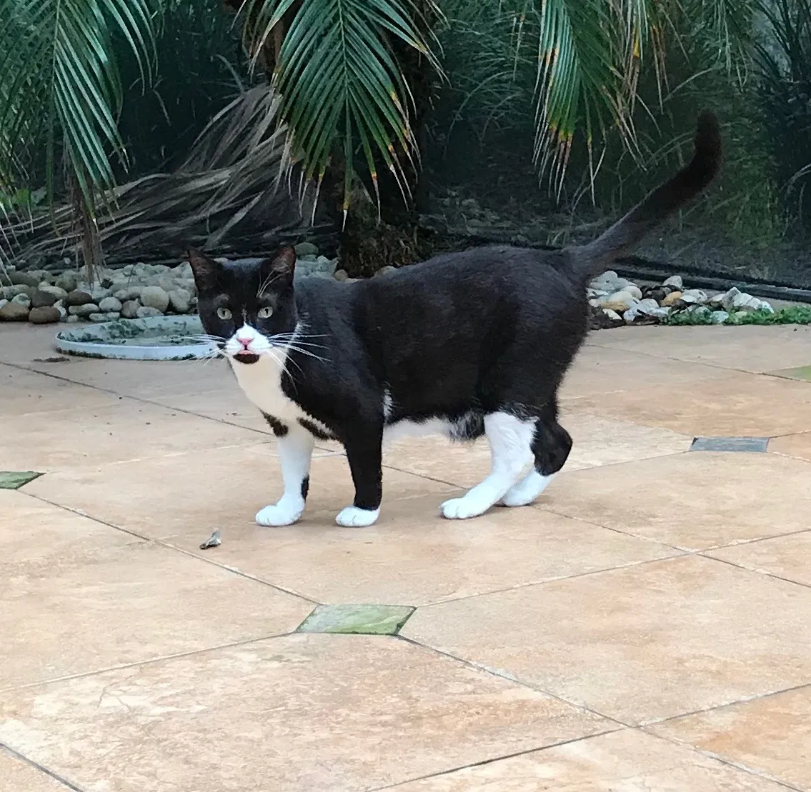 Lost cat in Longwood, FL, 32779
