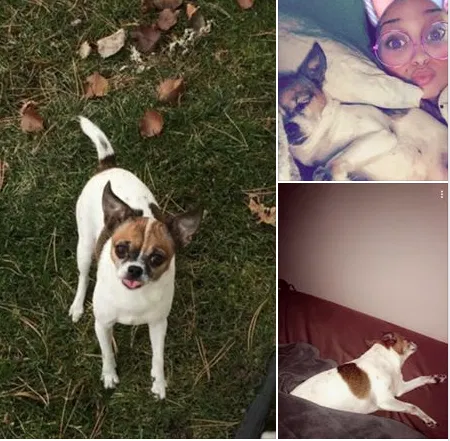 Lost dog in Roseville, MI, 48066