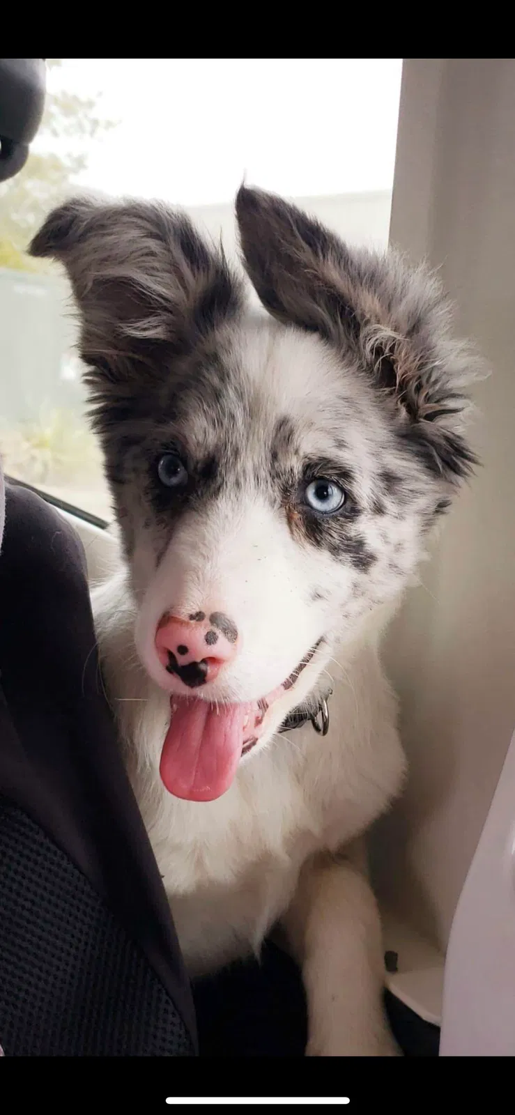 Lost dog in Livonia, MO, 63551
