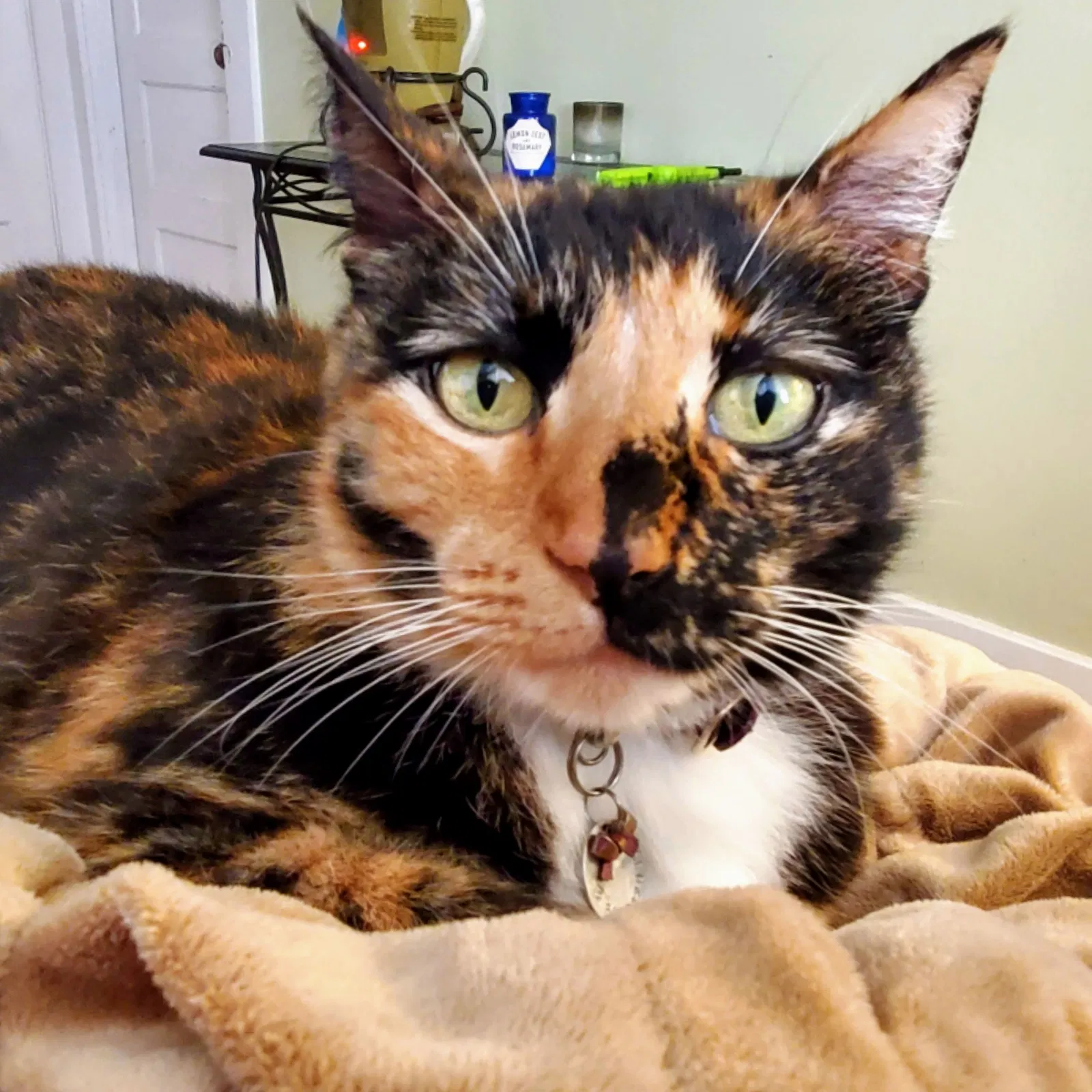 Lost cat in San Diego, CA, 92104