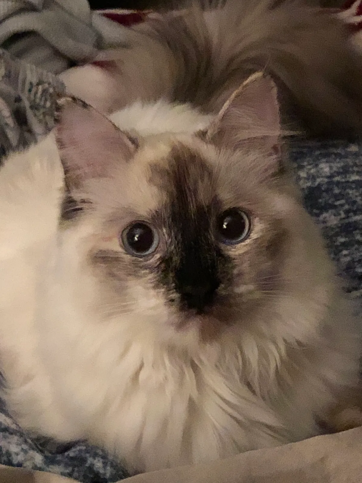 Lost cat in Vancouver, WA, 98684
