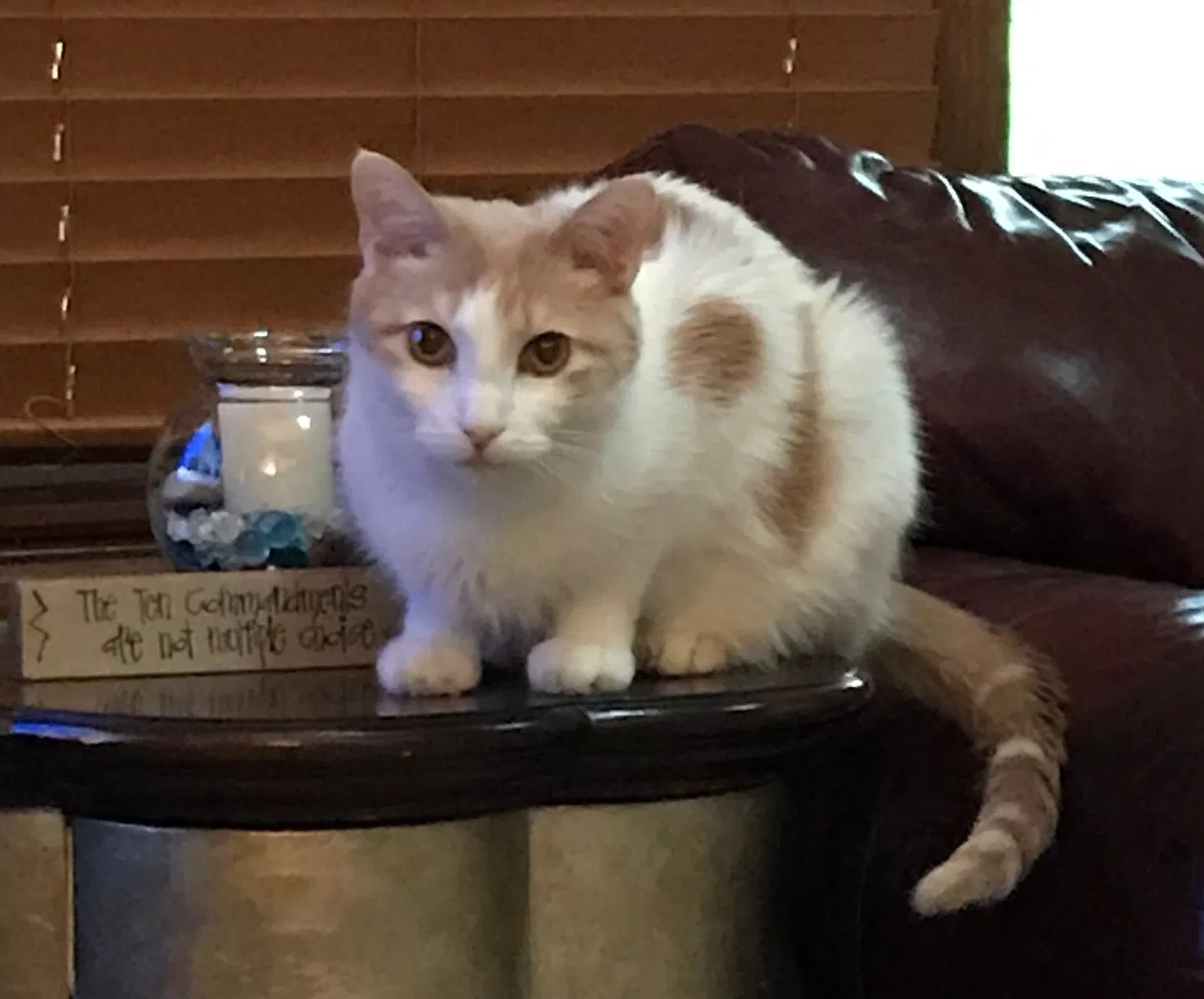 Lost cat in Cedar, MN, 55011