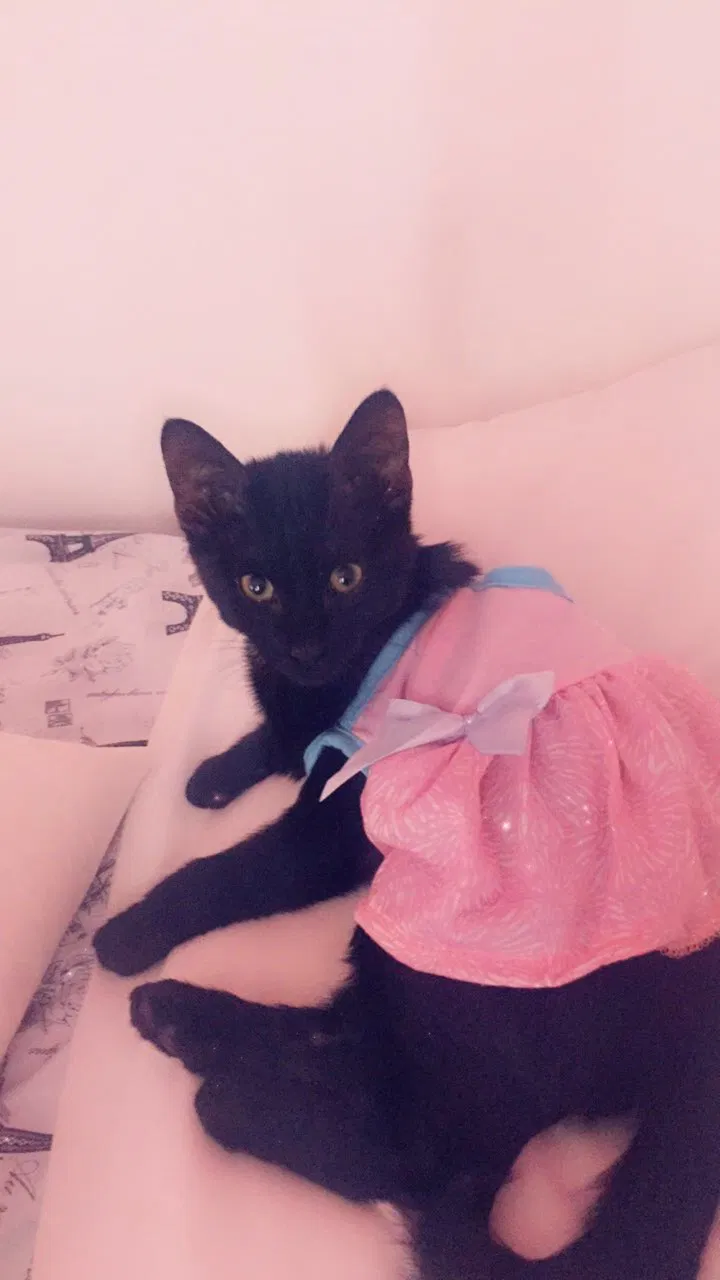 Lost cat in Hamilton, OH, 45011