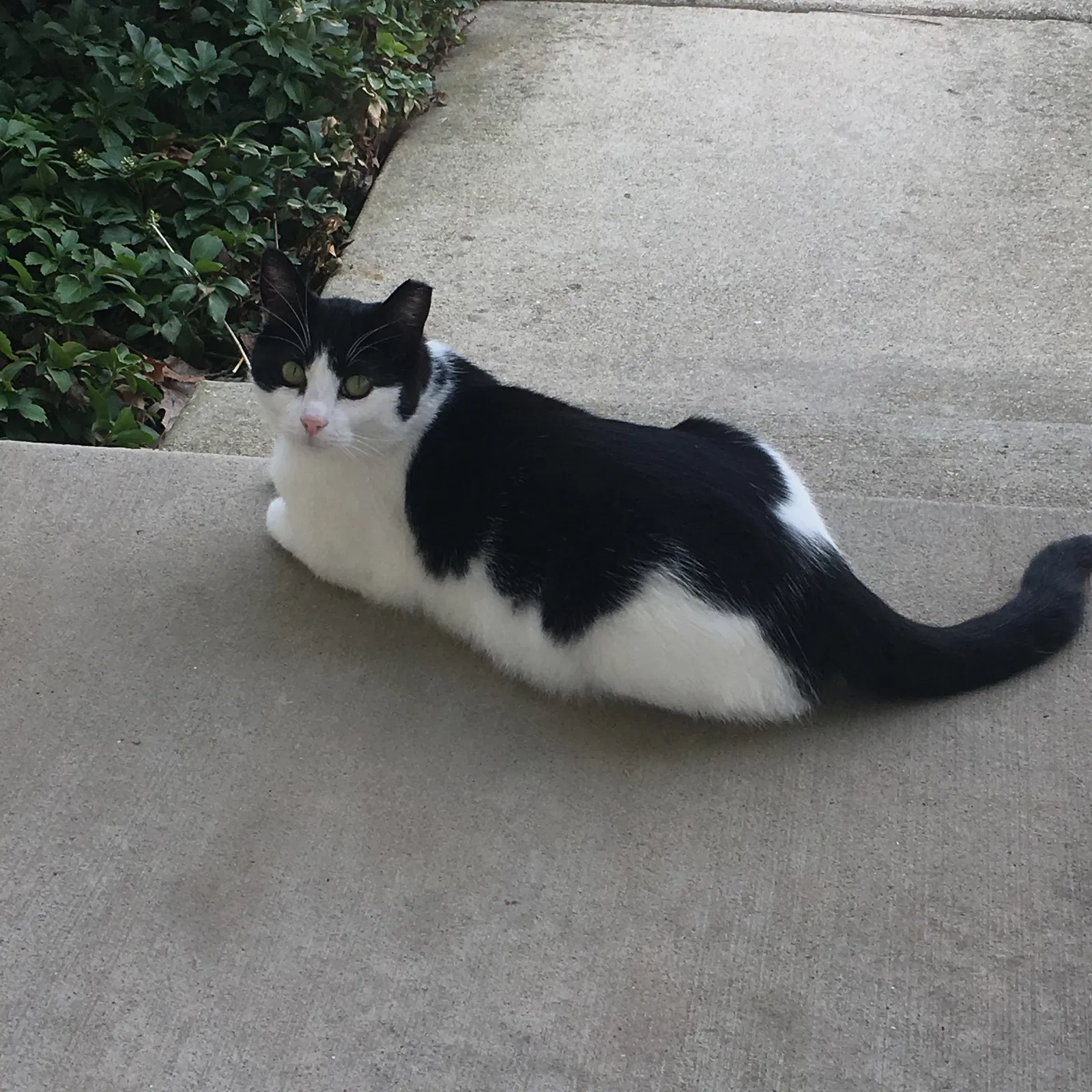 Lost cat in Naperville, IL, 60565
