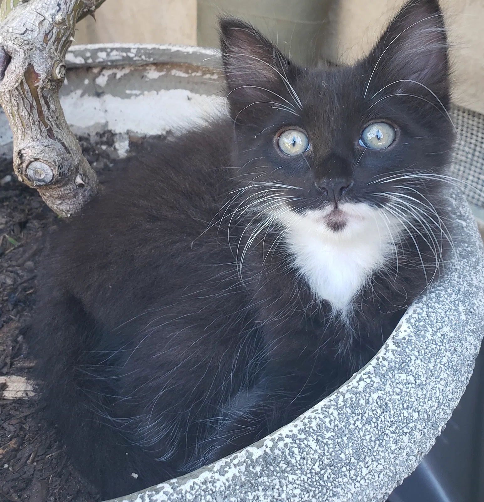 Lost cat in Vista, CA, 92083