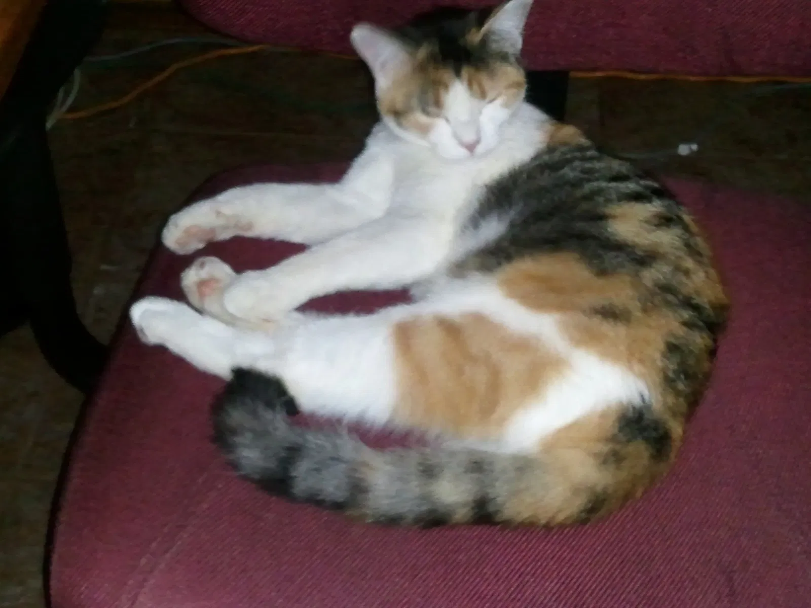 Lost cat in Oklahoma City, OK, 73159