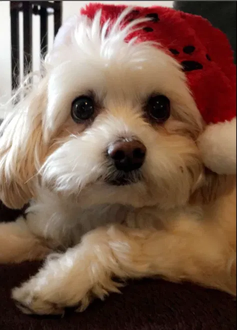 Lost dog in San Carlos, CA, 94070
