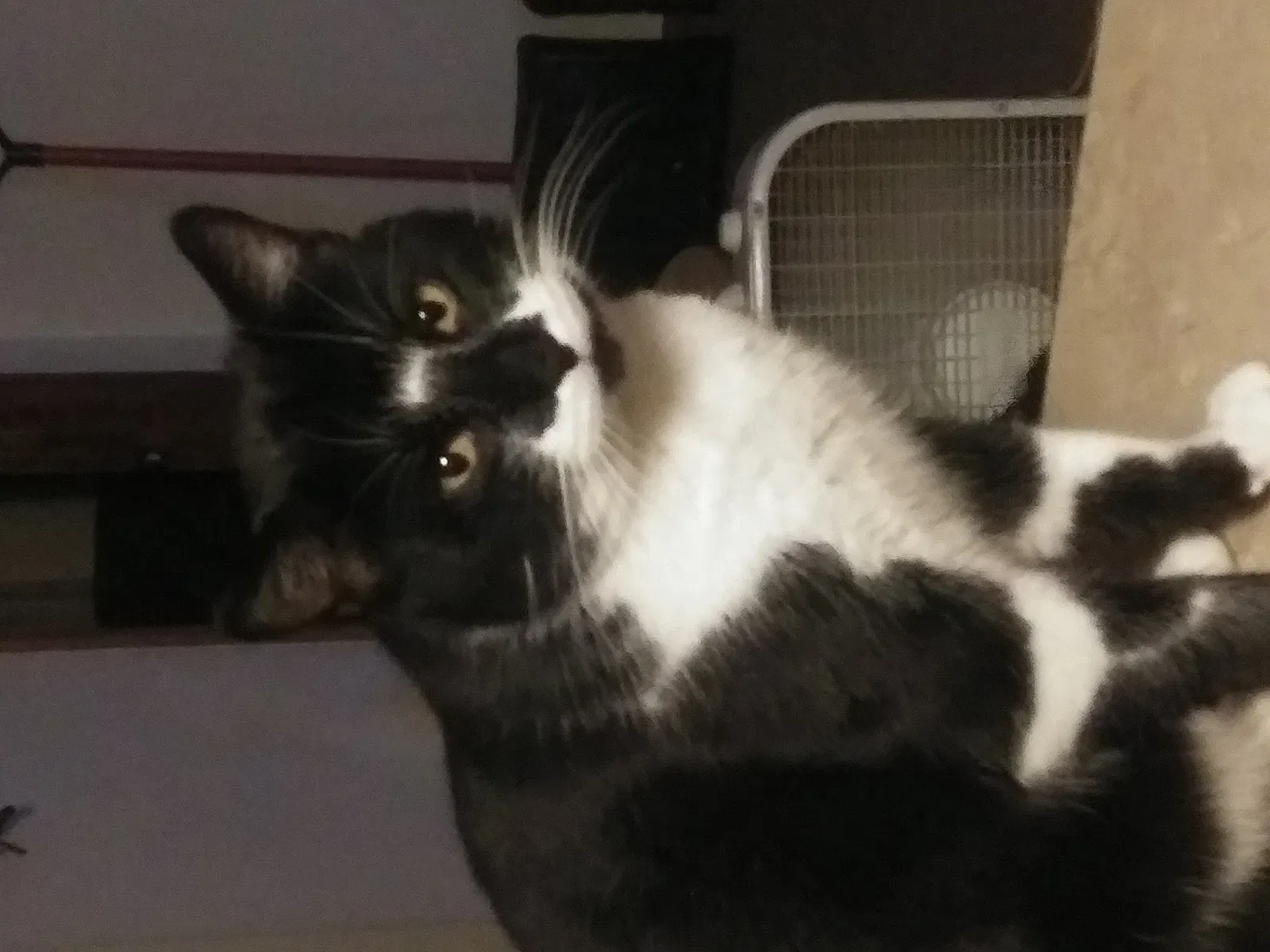 Lost cat in Sedalia, MO, 65301