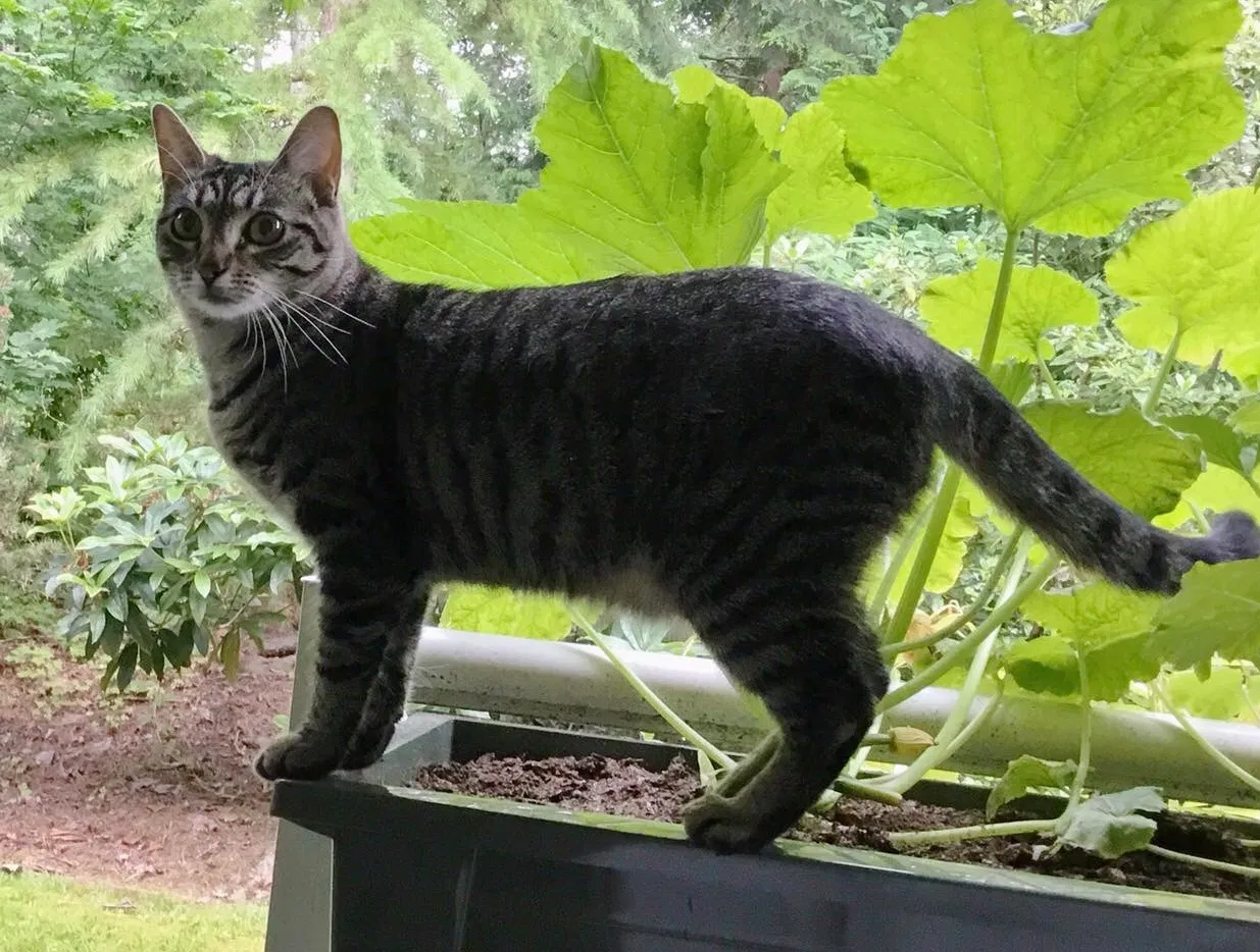Lost cat in Bellingham, WA, 98229