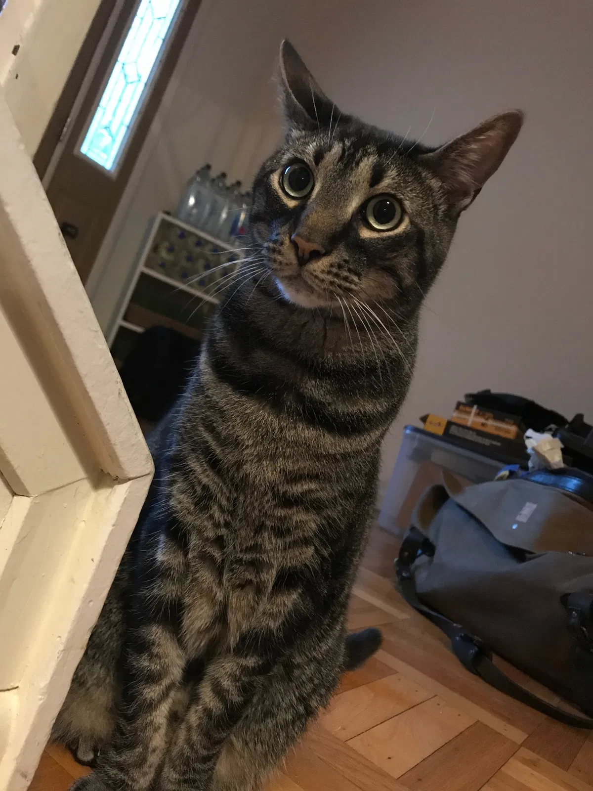 Lost cat in Merchantville, NJ, 8109