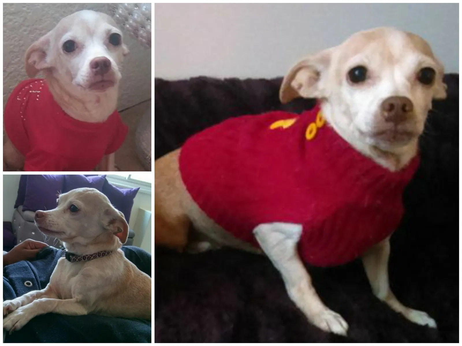 Lost dog in Indianapolis, IN, 46256