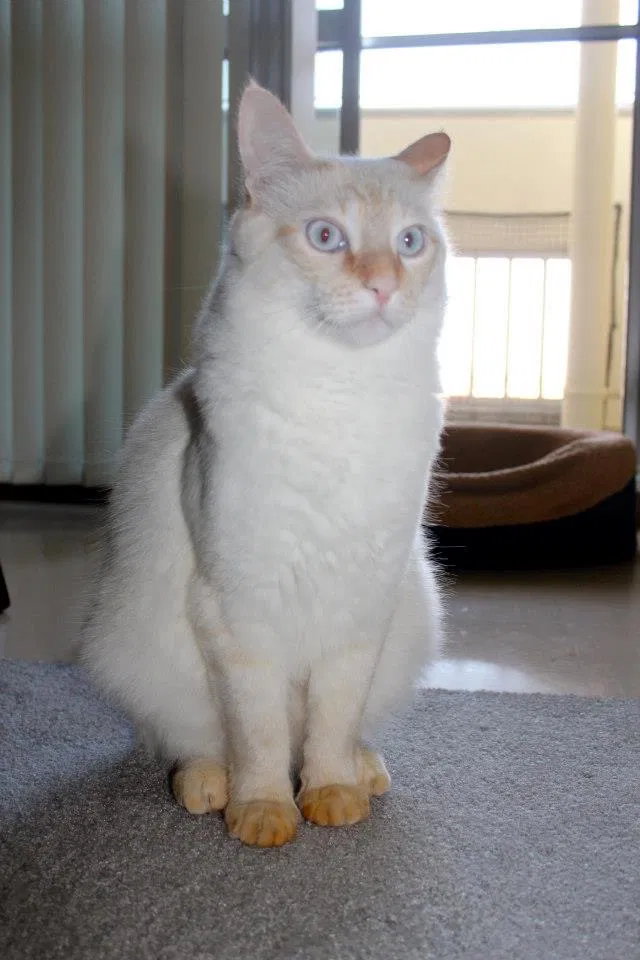 Lost cat in Saint Paul, MN, 55129