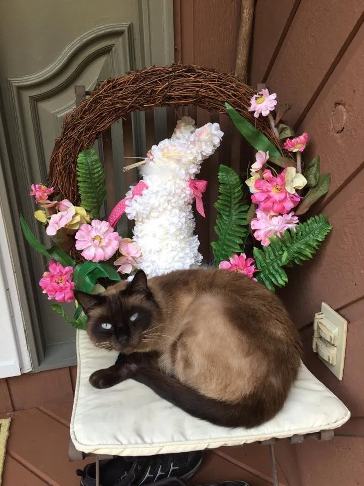 Lost cat in Etowah, NC, 28729