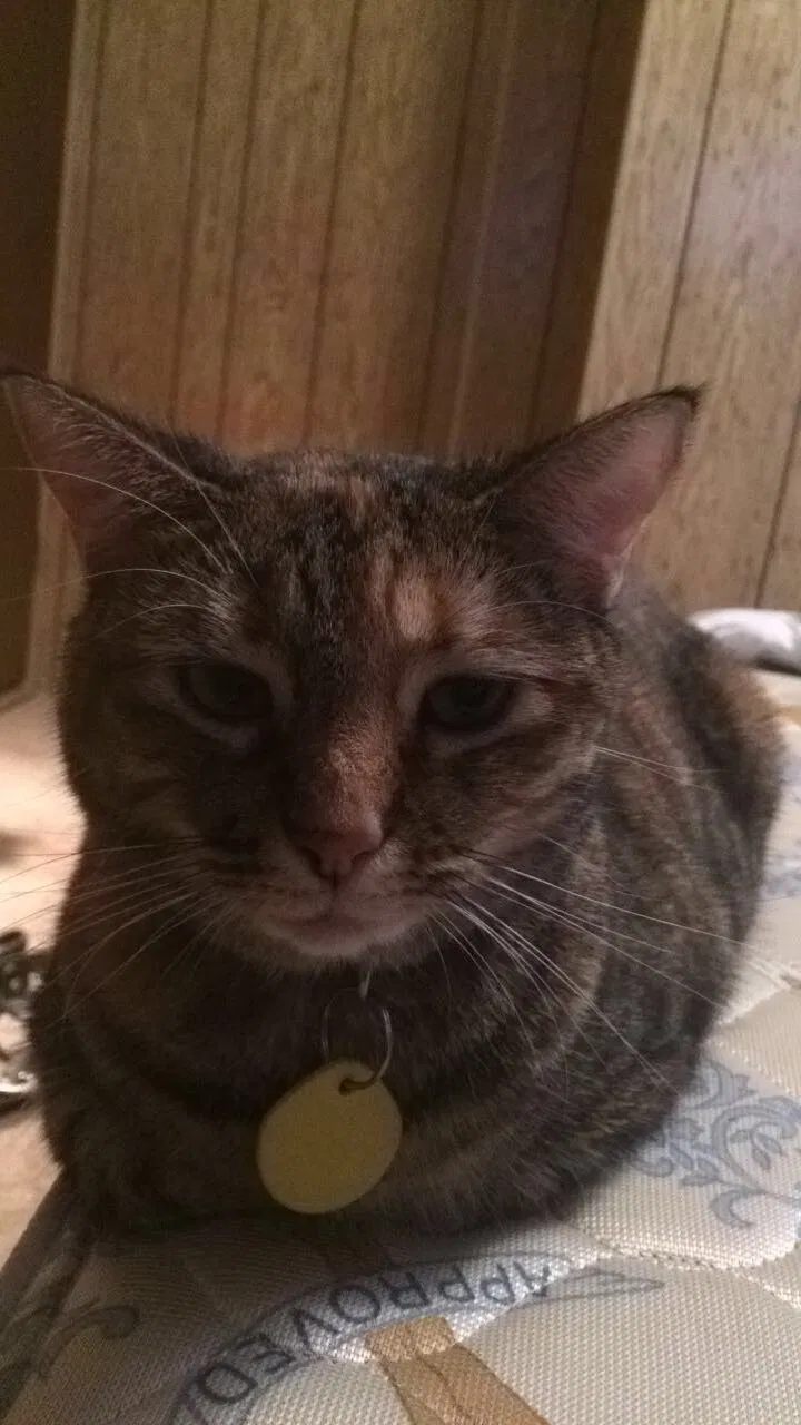 Lost cat in Spring Hill, FL, 34606