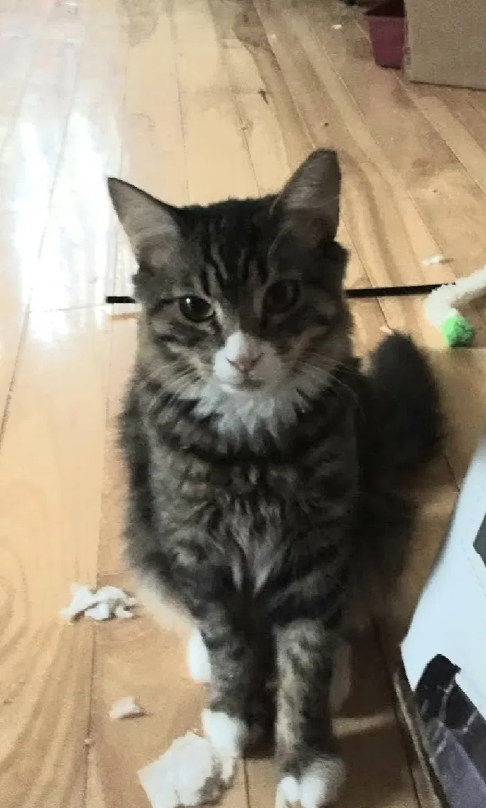Lost cat in Stewartsville, NJ, 8886