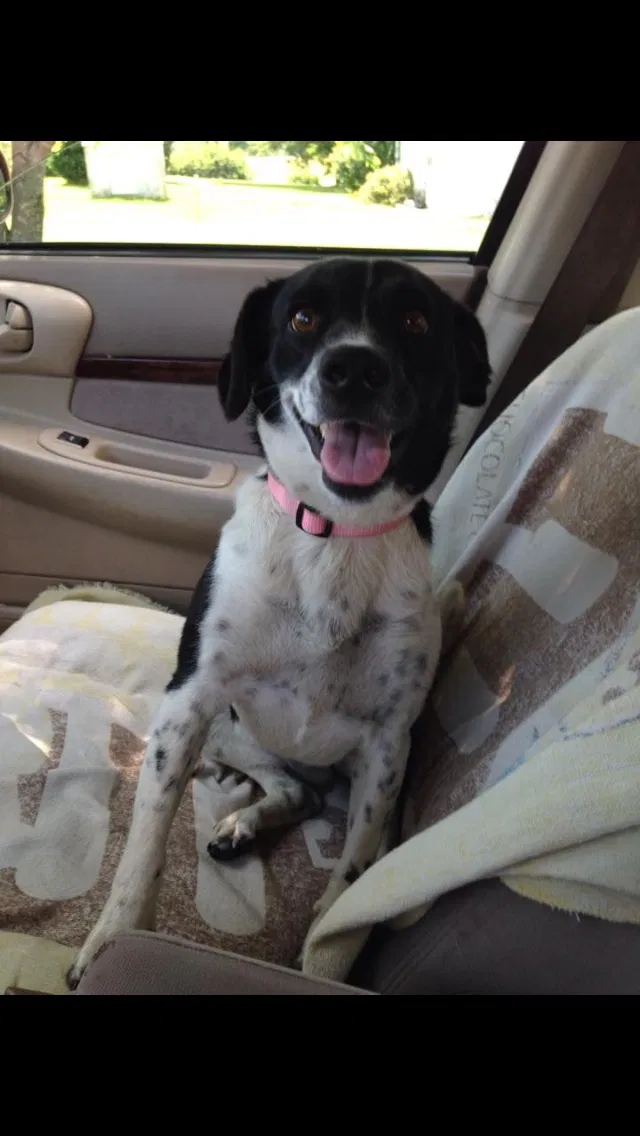 Lost dog in Marshfield, MO, 65706