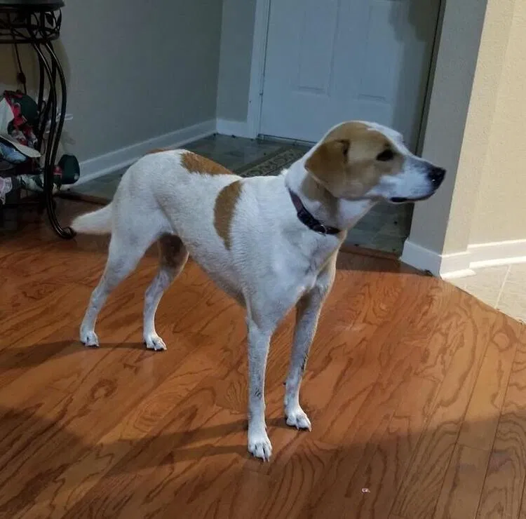 Lost dog in Kingwood, TX, 77339