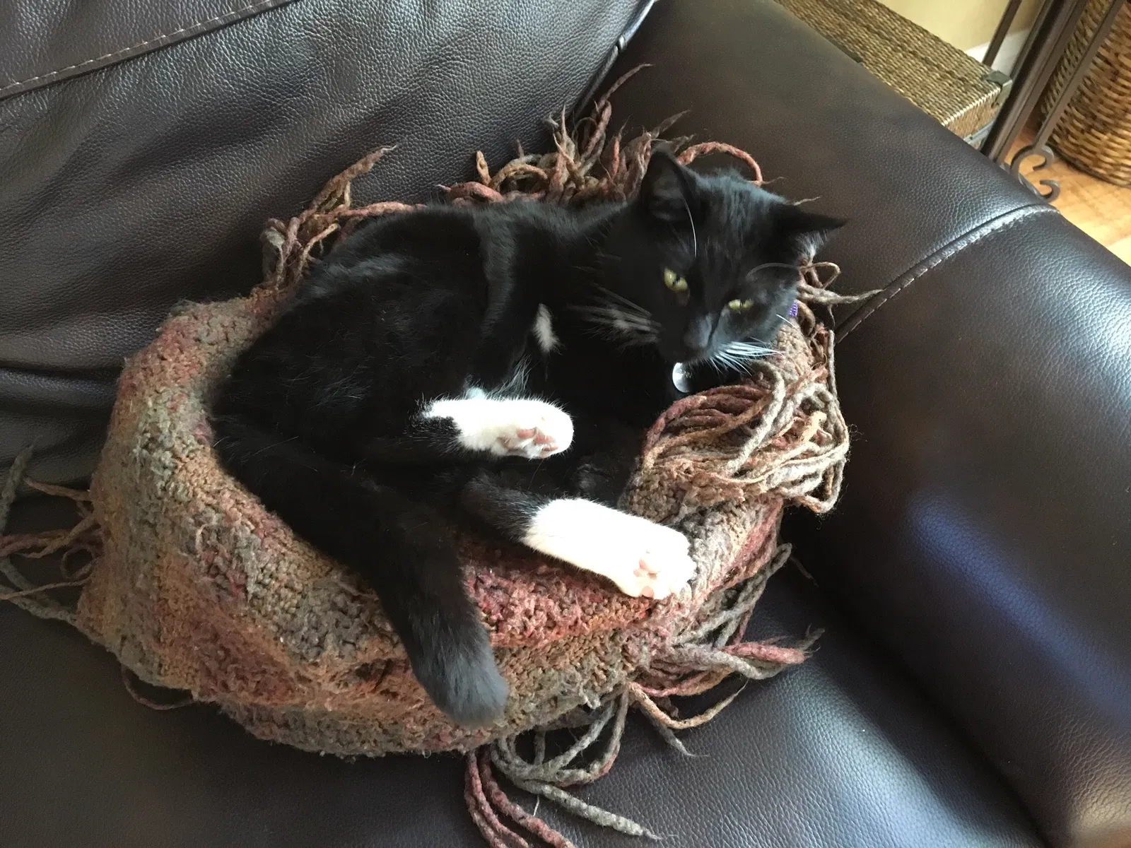 Lost cat in San Marcos, CA, 92069