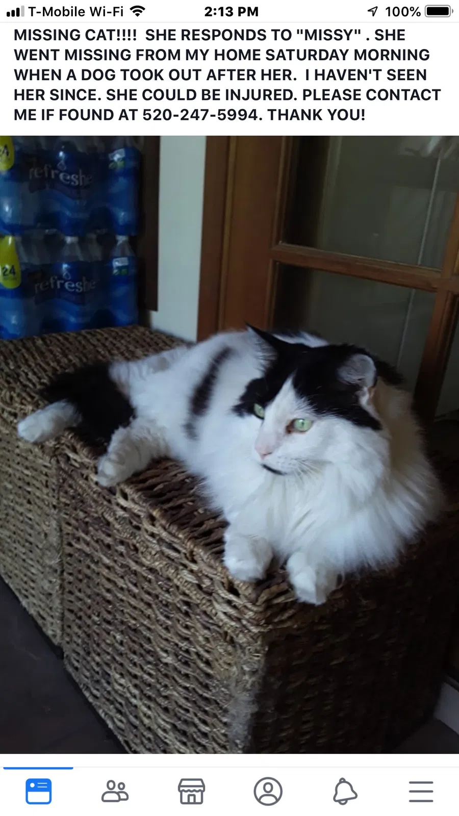 Lost cat in Tucson, AZ, 85711
