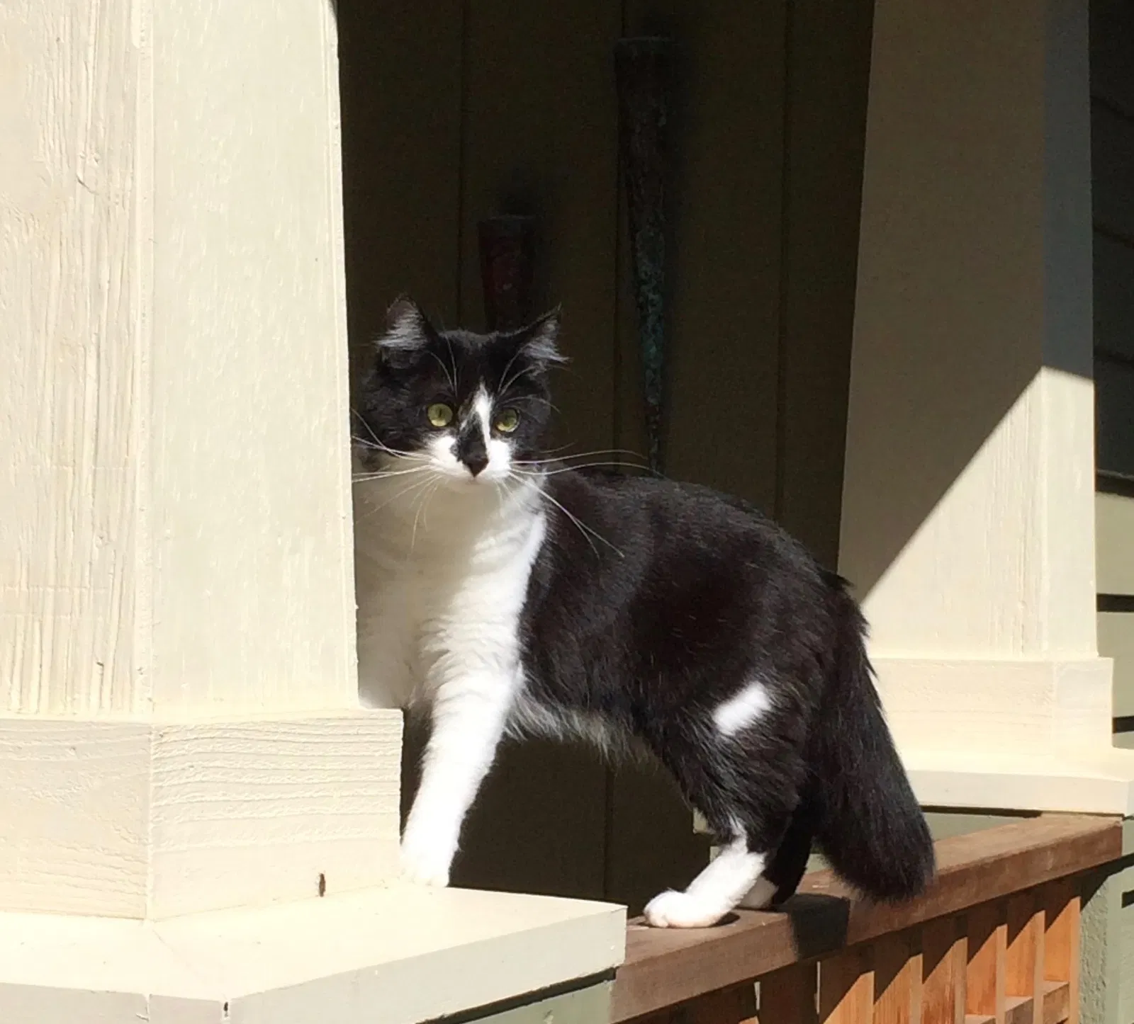 Lost cat in Vancouver, WA, 98686