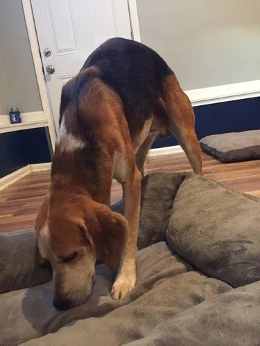 Found dog in Kenly, NC, 27542