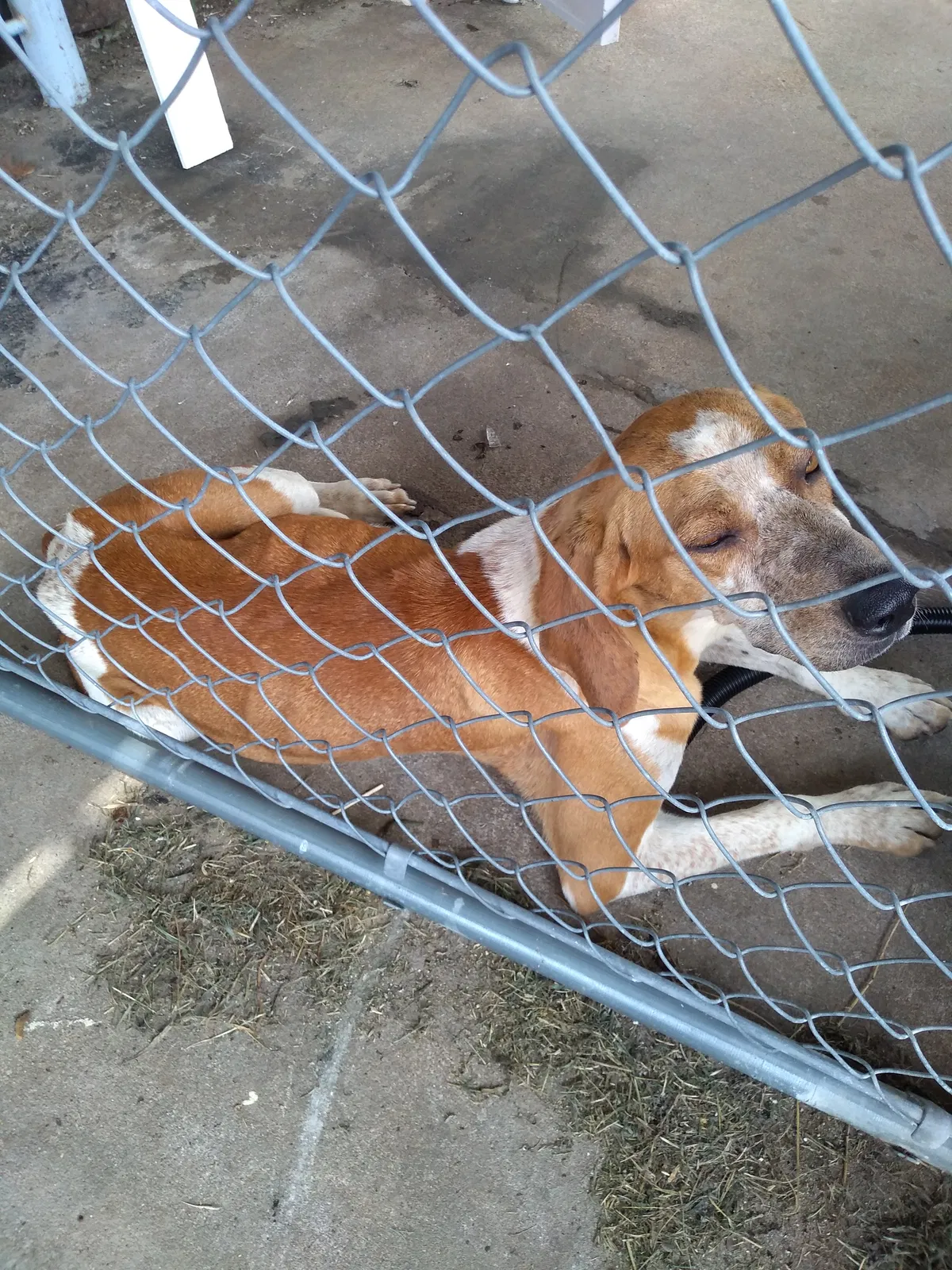 Found dog in Sallisaw, OK, 74955
