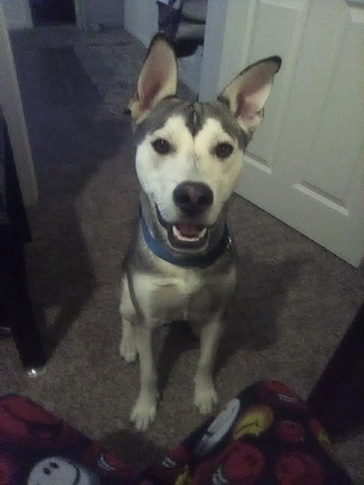 Lost dog in Pueblo, CO, 81006