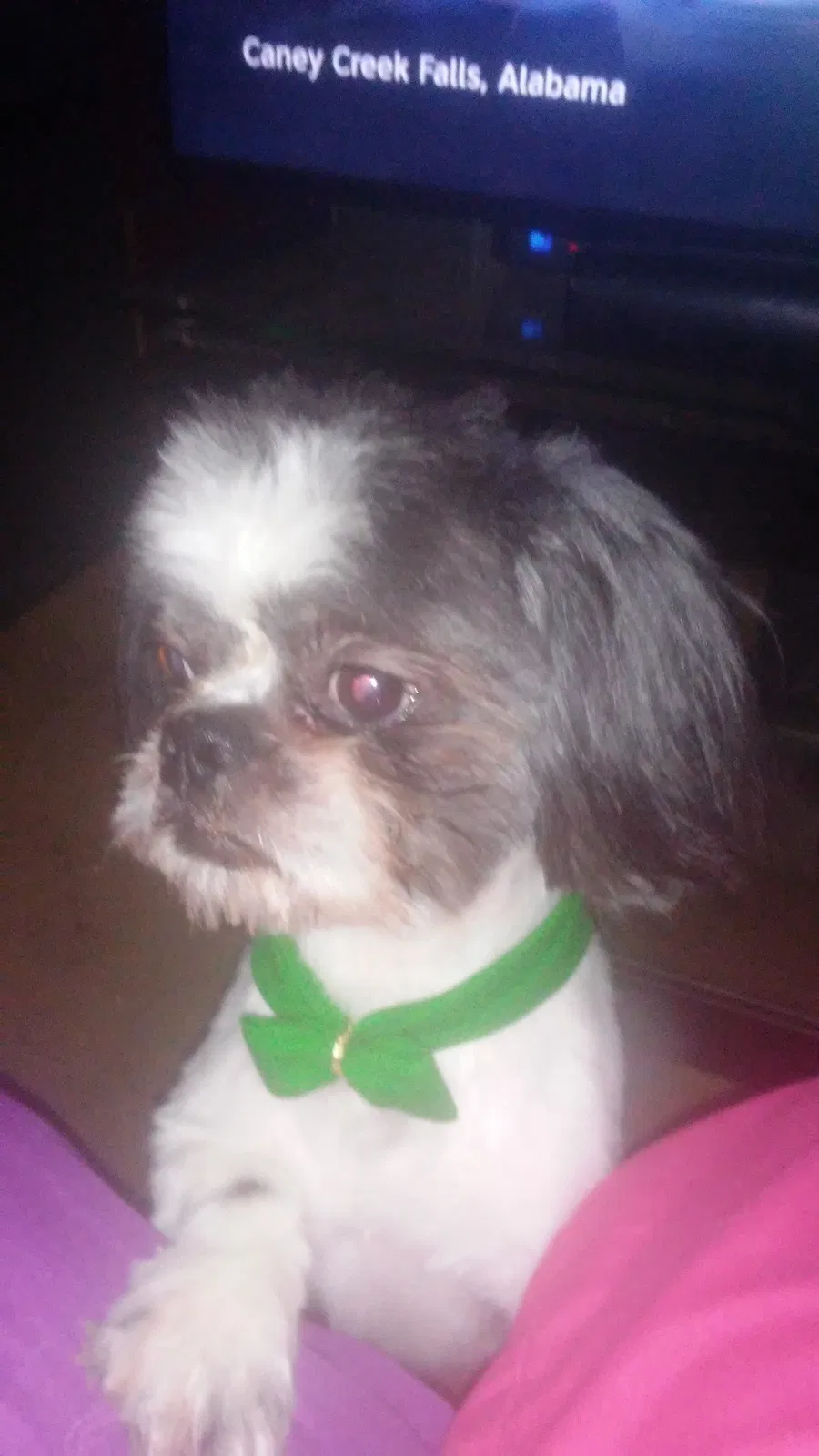 Lost dog in Alton Bay, NH, 3810
