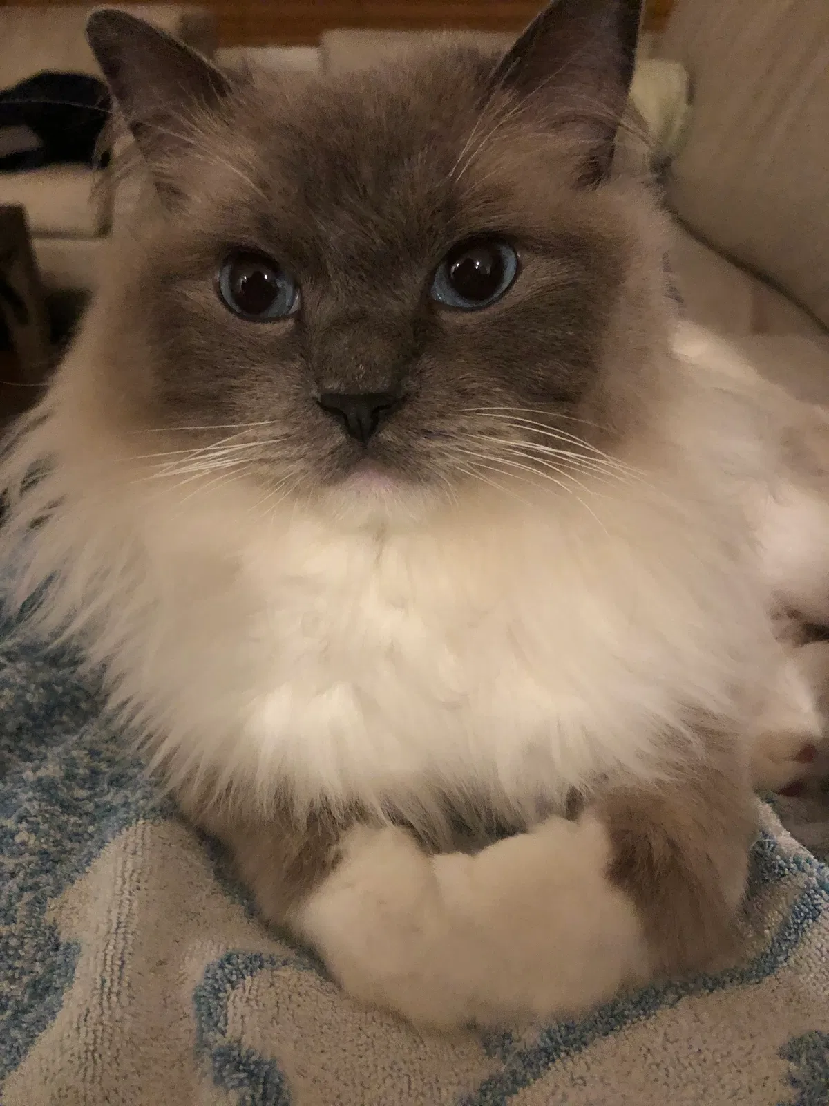 Lost cat in Victor, CA, 95253