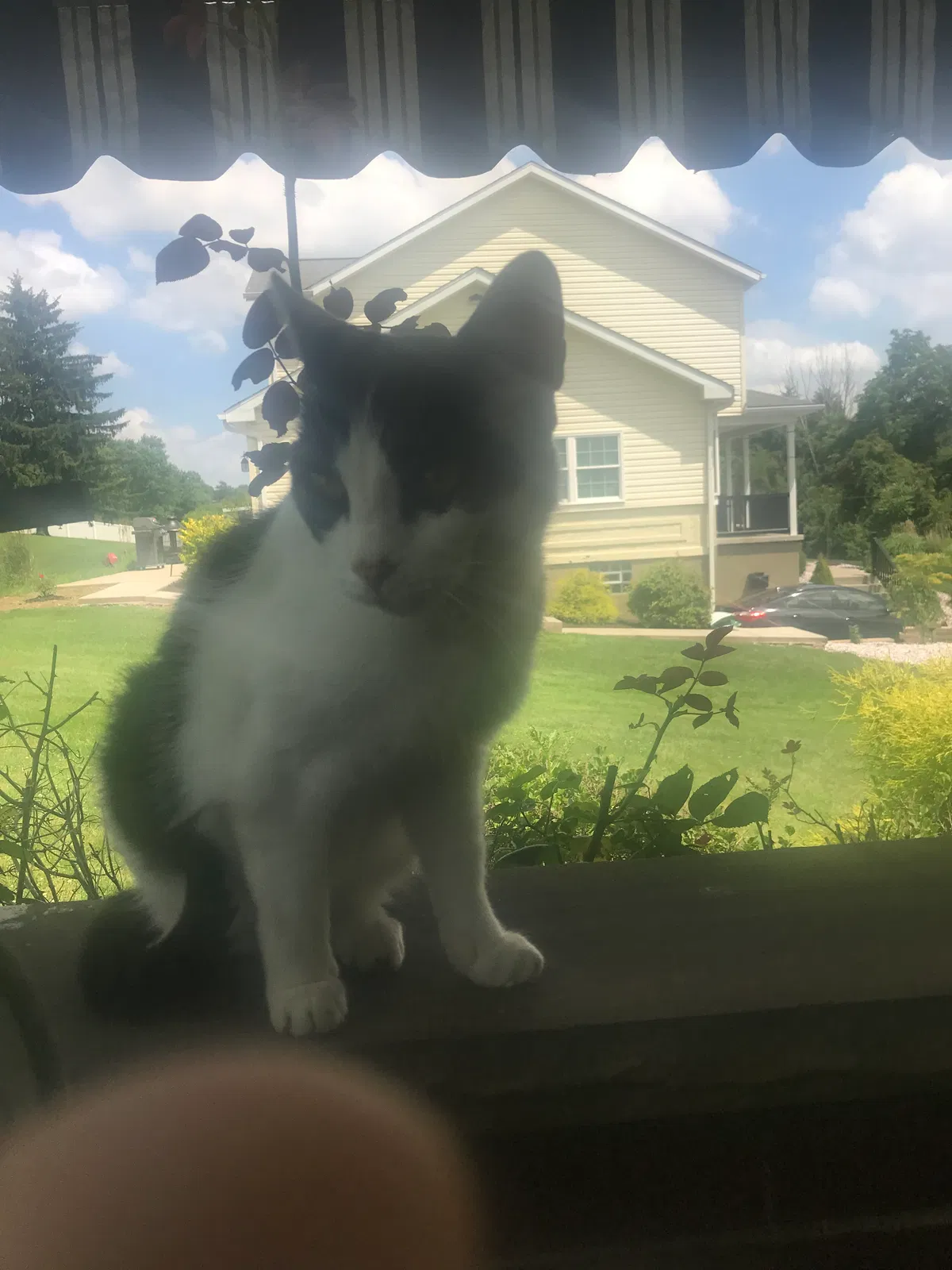 Found cat in Irwin, PA, 15642