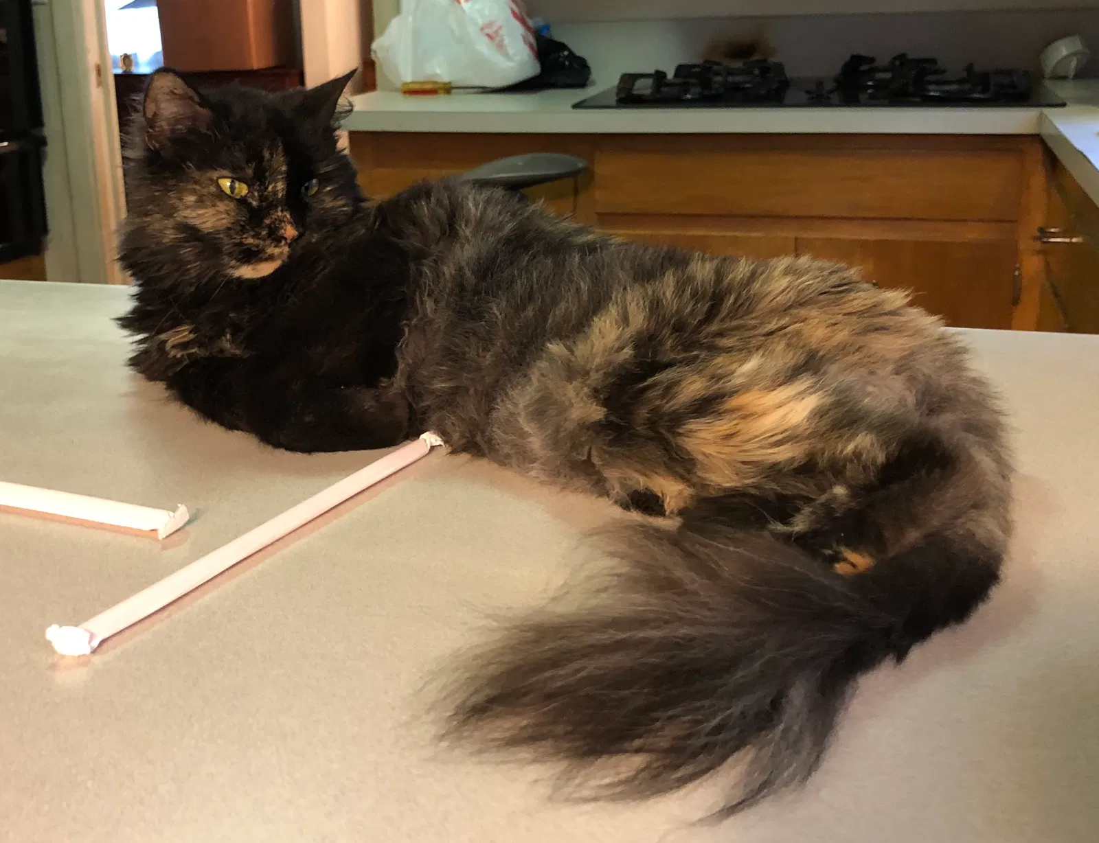 Lost cat in Dumont, NJ, 7628