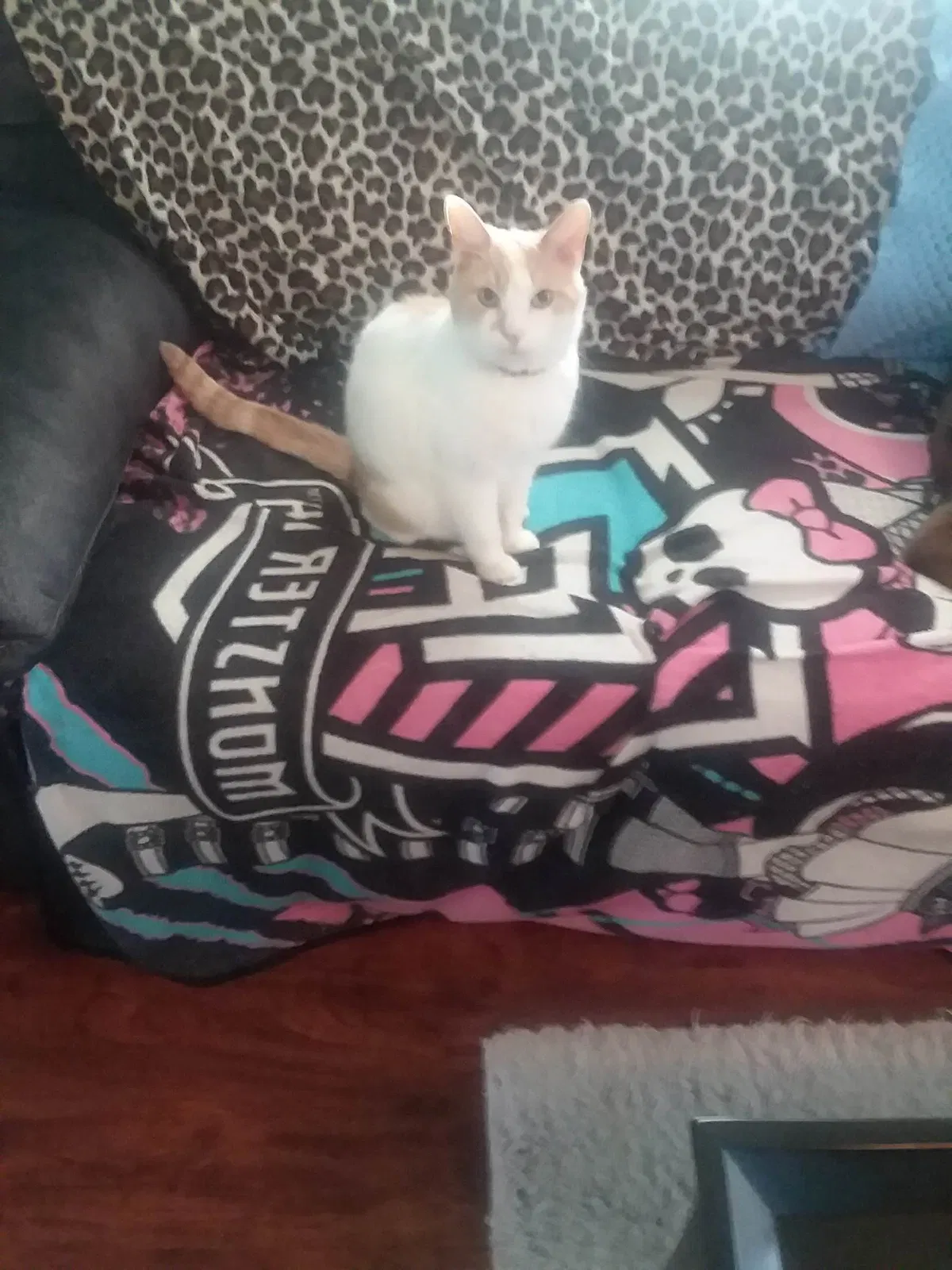 Lost cat in Sharpsville, PA, 16150