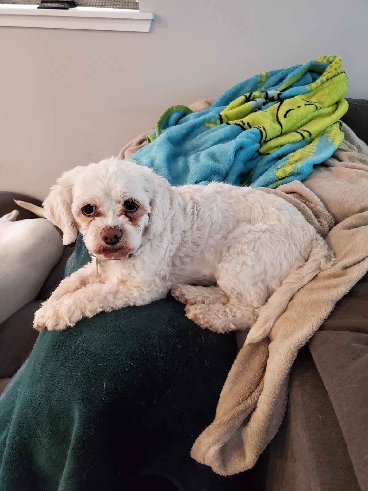 Lost dog in Tacoma, WA, 98418