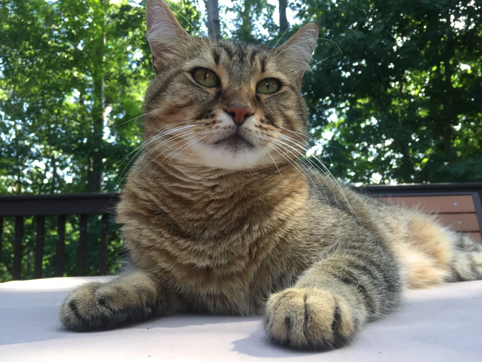 Lost cat in Mableton, GA, 30126