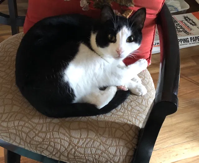 Lost cat in Saratoga Springs, NY, 12866