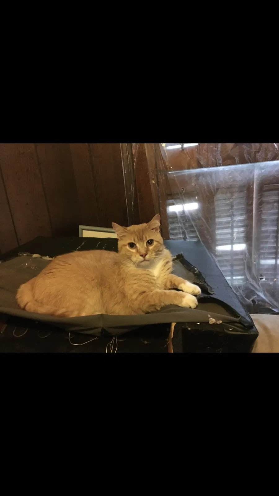 Lost cat in Westerville, OH, 43081
