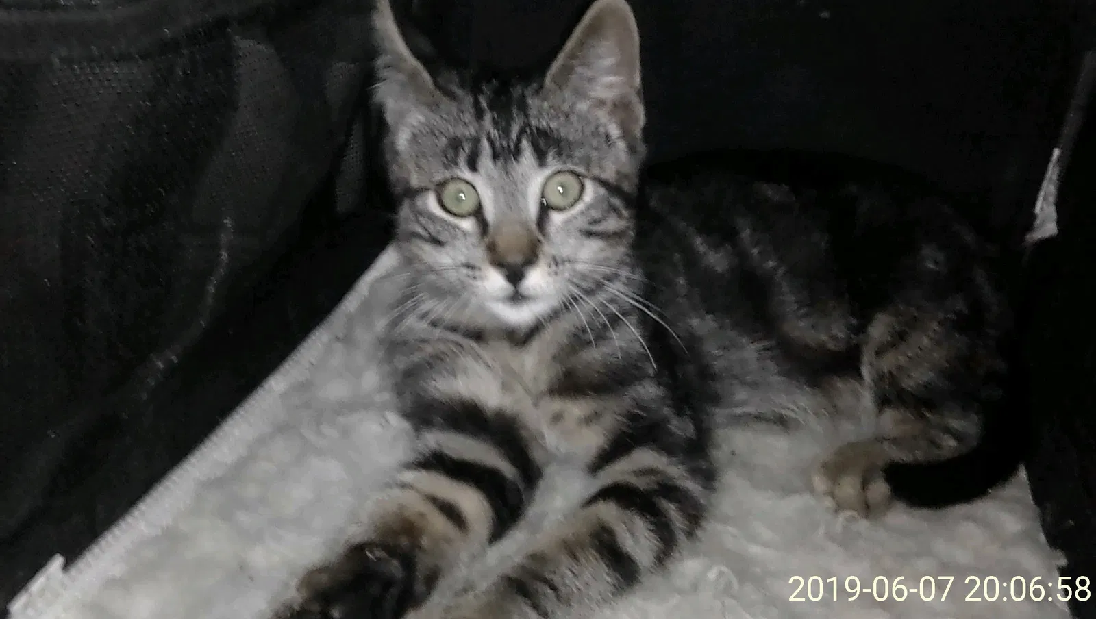 Lost cat in Burbank, CA, 91505