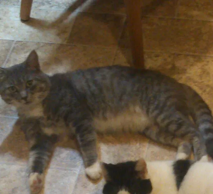 Lost cat in Norfolk, VA, 23505