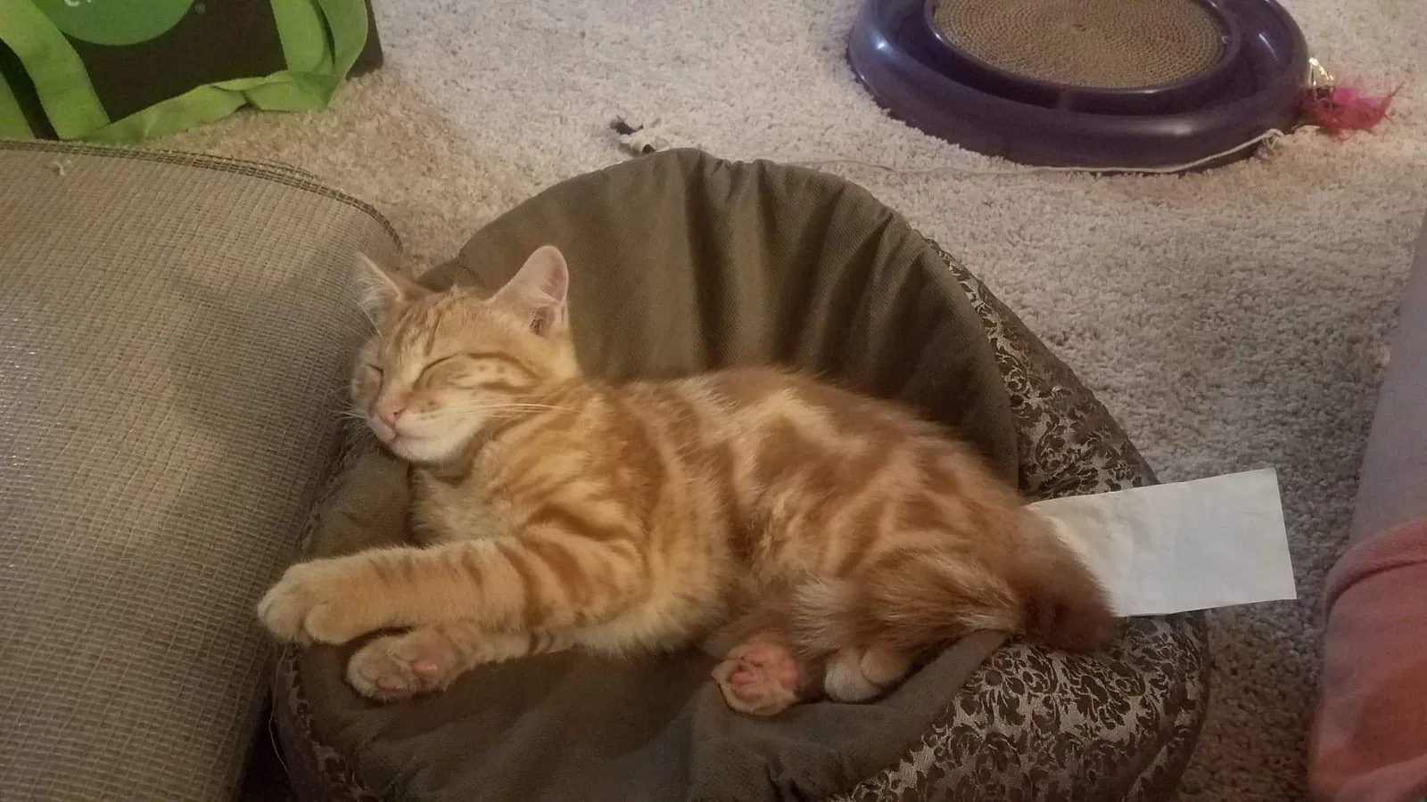 Lost cat in Portland, OR, 97219