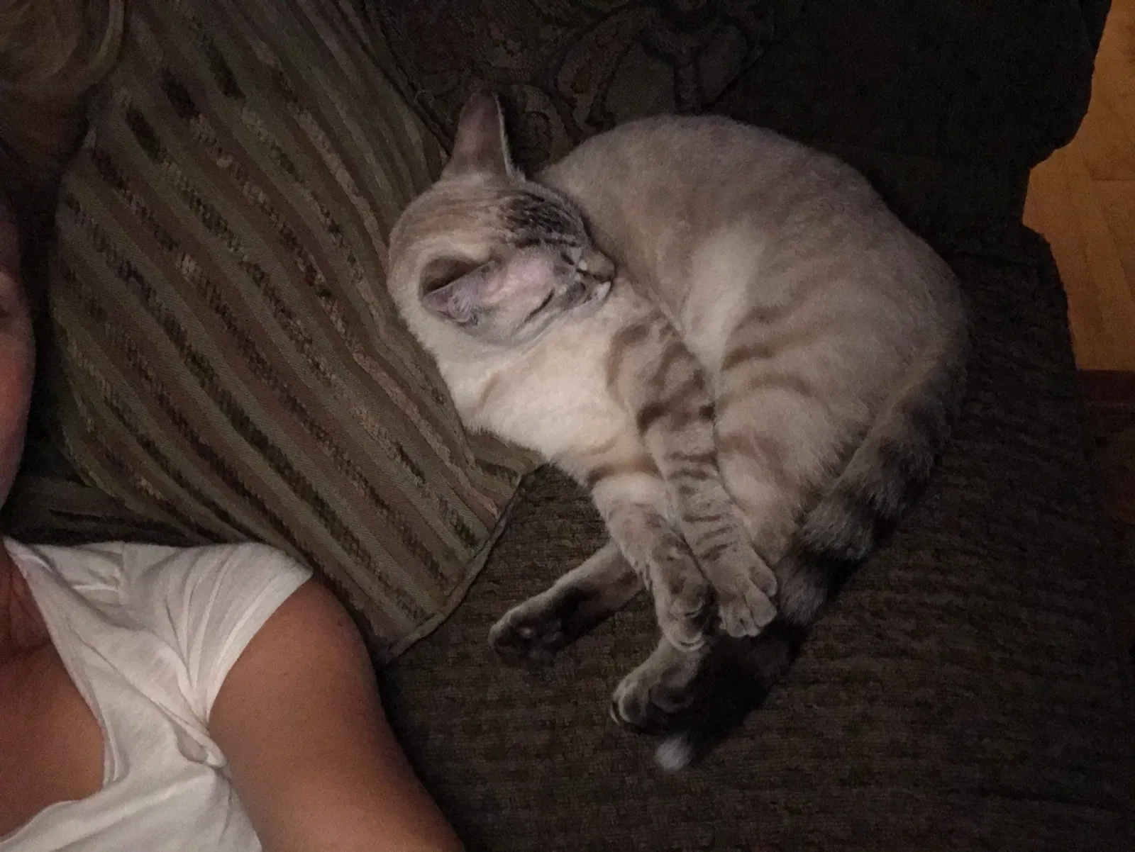 Lost cat in Shorewood, IL, 60404