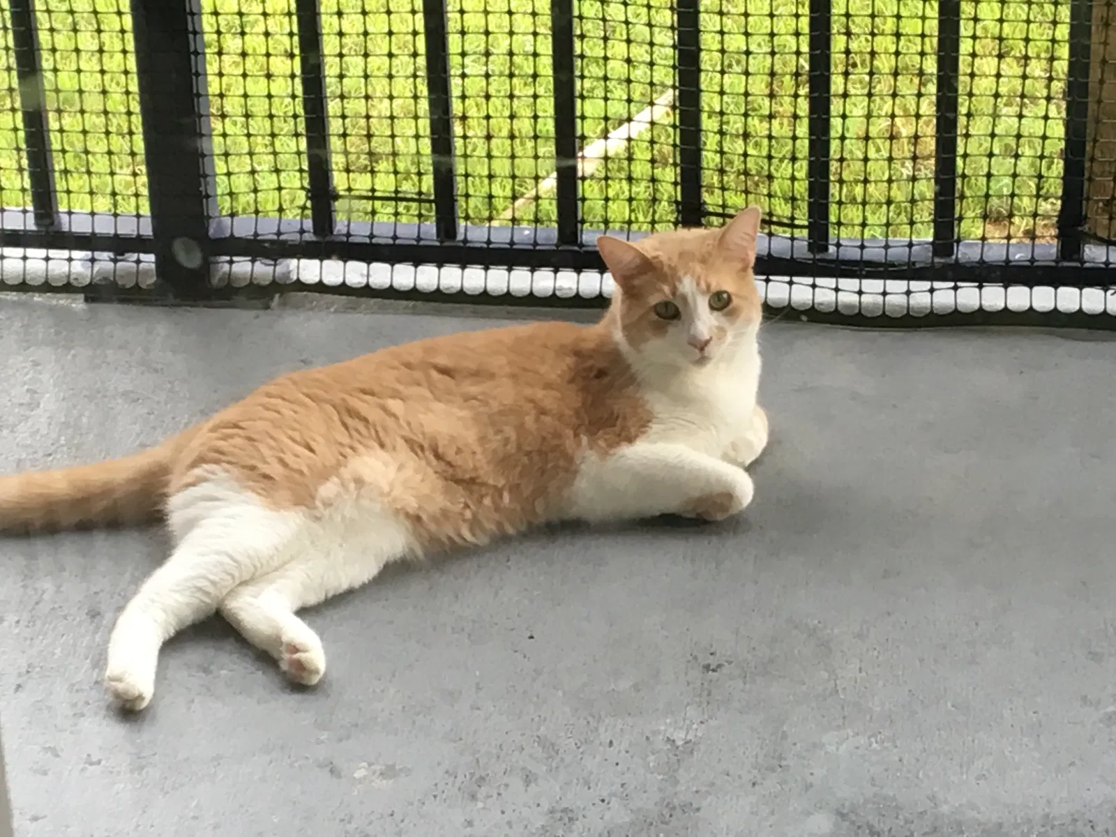 Lost cat in Fort Lauderdale, FL, 33321